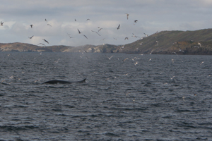 Fin whale blowing 26/11/07, Nr the Kedge, West Cork © Padraig Whooley, IWDG